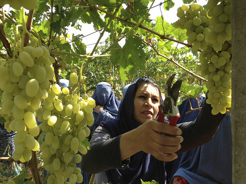 2013-09-30-afghanwomanfarmer.jpg