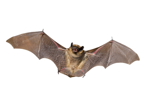 2013-09-30-bat.jpg