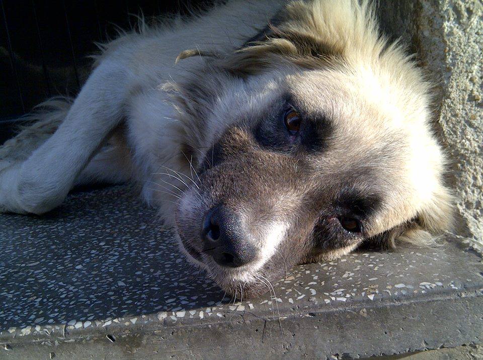 2013-10-03-doggy5.jpg