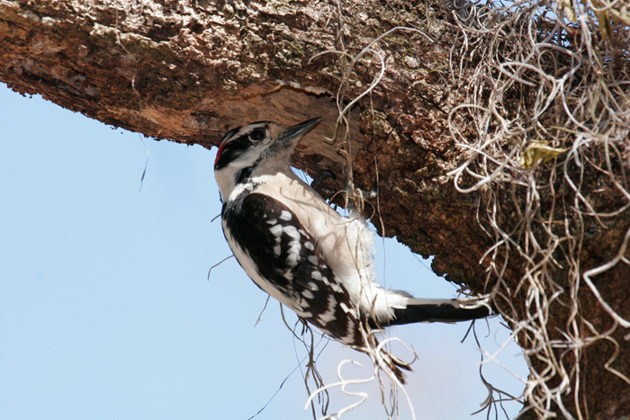 2013-10-03-downywoodpecker3.jpg