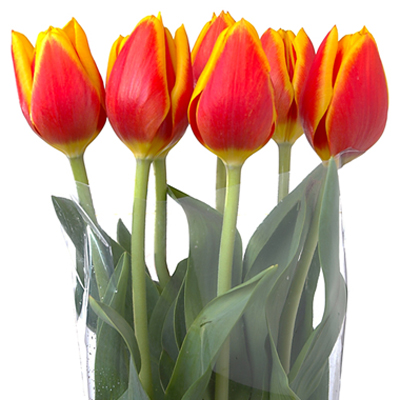 2013-10-04-SoilGrownTulips.jpg