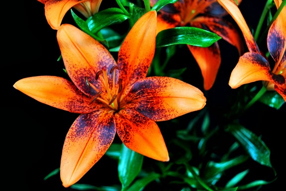 2013-10-06-Orange_Art_Asiatic_Lily.jpg