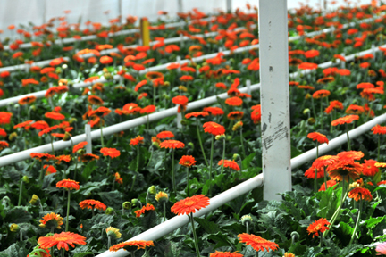 2013-10-06-gerbera_field.jpg