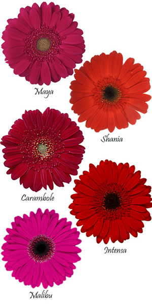 2013-10-06-jeweltonegerbera.jpg