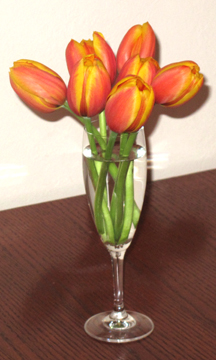 2013-10-08-Tulip03.jpg