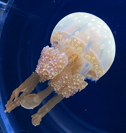 2013-10-08-jellyfishKYOTO_AQUARIUM09rcreditOilstreetviawikimediacommons_resize.jpg