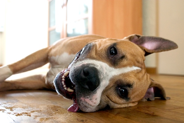 2013-10-09-PitBullresting.jpg