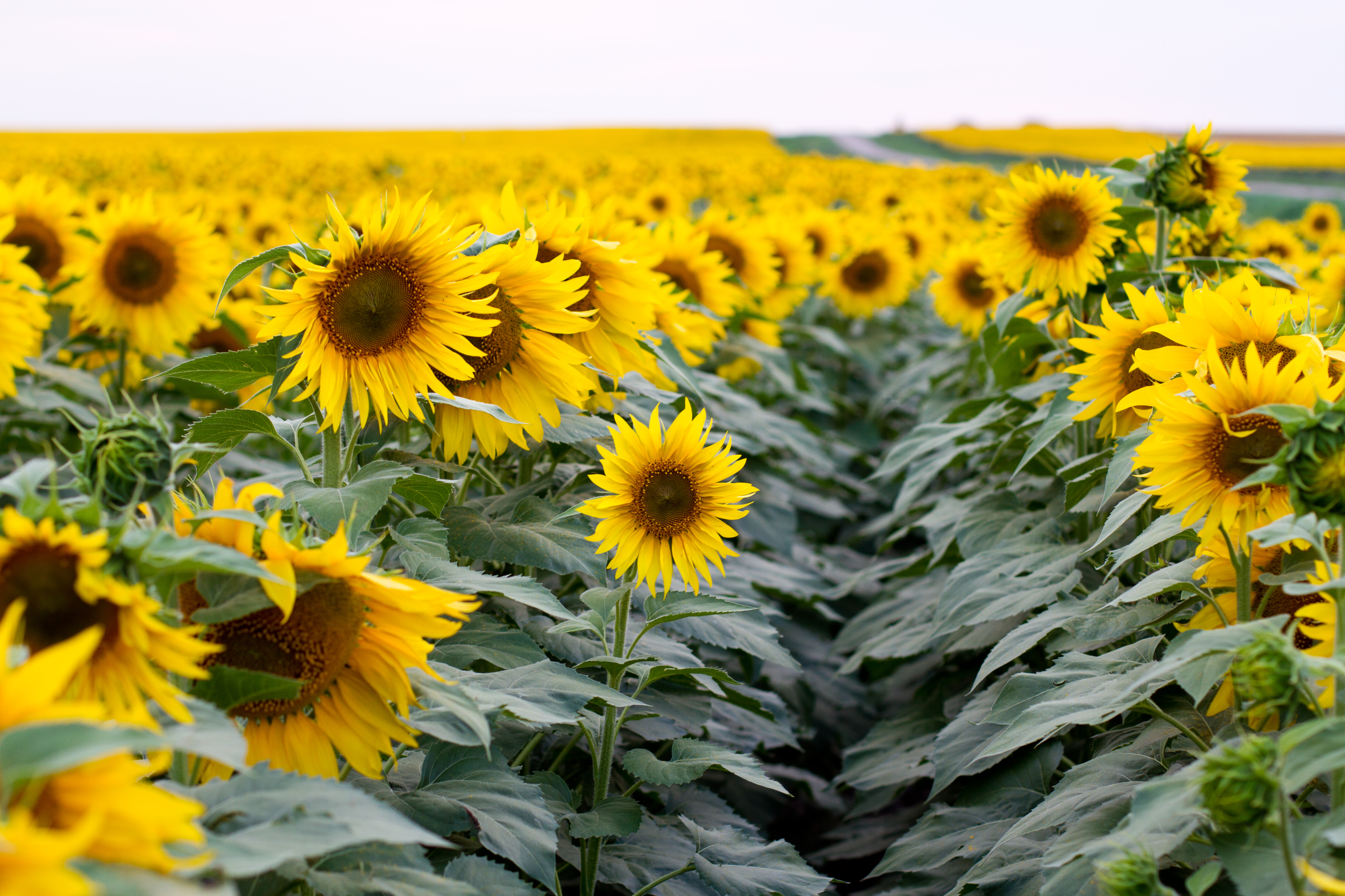 2013-10-09-RohrichSunflowerCrop2012.jpg