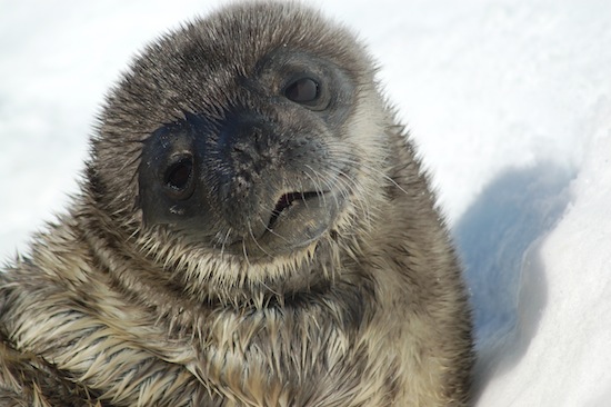 2013-10-10-NewbornSealPup.jpeg