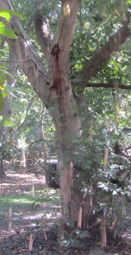 2013-10-11-walnuttree.JPG