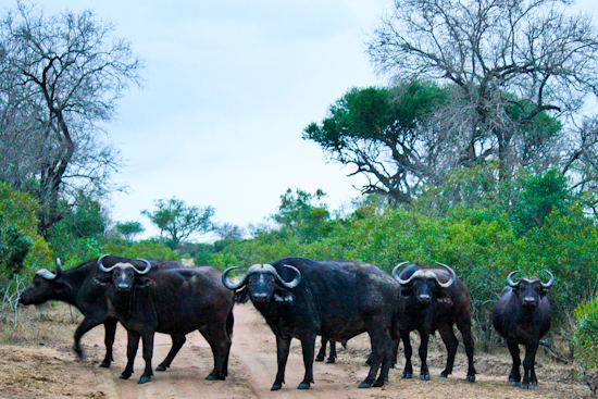 2013-10-15-BuffaloinRoad.jpg