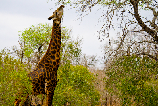 2013-10-15-Giraffe.jpg