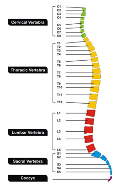 2013-10-17-AnatBanielMethodSpine.jpg 