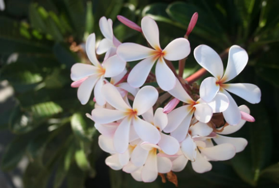 2013-10-17-bigisland.jpg