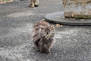 2013-10-18-feral1.jpg