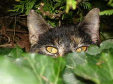 2013-10-18-feral2.jpg