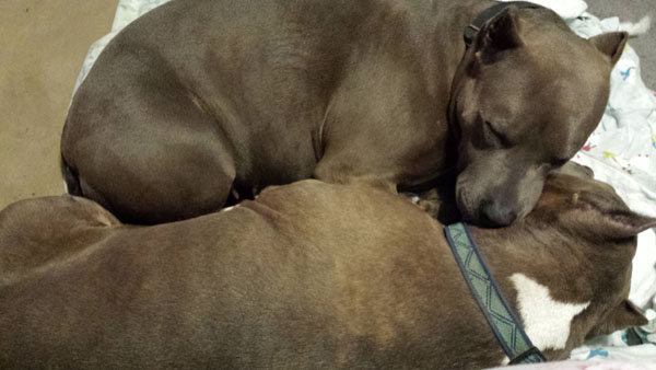 2013-10-19-lorarescuedpitbull3.jpg