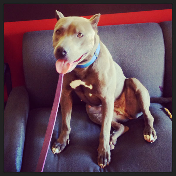 2013-10-19-lorarescuedpitbull6.JPG