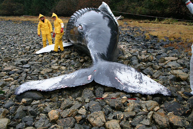 2013-10-20-5102519939_3999982d57_zHumpbackwhalecalfAlaskaNOAAlibraryphoto.jpg