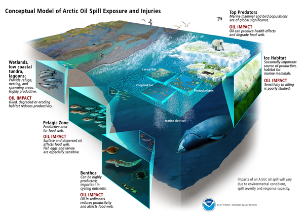 2013-10-20-arcticfoodwebsoilimpactsillustration_noaa_katesweeney.jpg