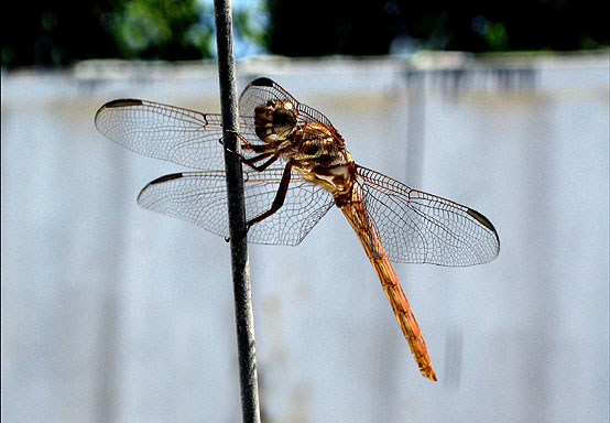 2013-10-22-DragonflyApril222006imageonlysized.jpg