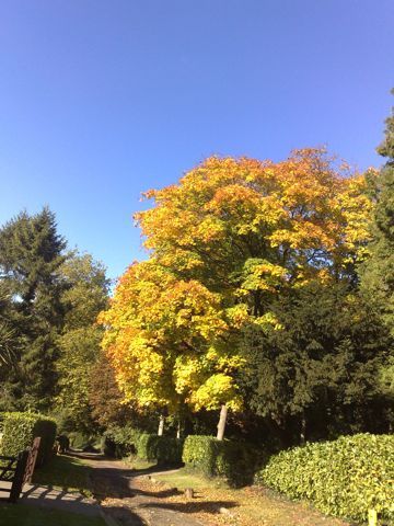 2013-10-24-AutumnbeechLongHill.jpg