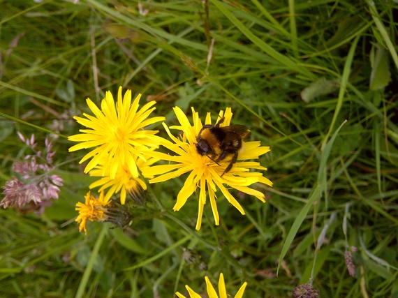 2013-10-24-beeonyellowflower.jpg