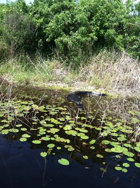 2013-10-25-alligatorokeechobee.jpg