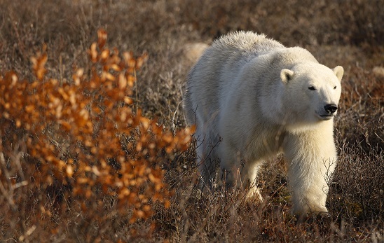 2013-10-28-ElsaforHuffingtonPostPolarBear.jpg