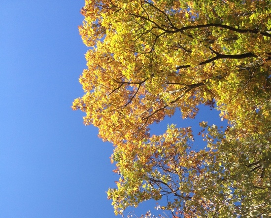 2013-10-28-fallcolor.JPG