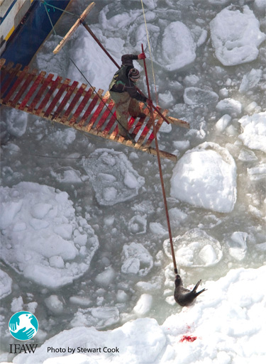2013-10-29-sealhunt.jpg