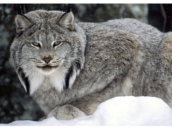 2013-10-31-CanadianLynxArticWildlifeZoeHeleneHP.jpg