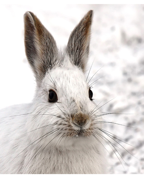 Winter Wonderland: Artisan Gifts for Arctic Wildlife | HuffPost