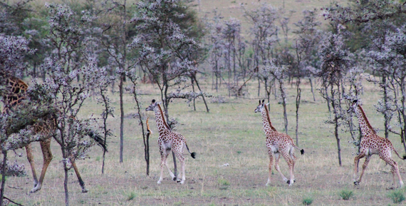 2013-11-02-3InfantGiraffes.jpg