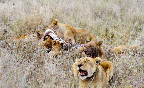 2013-11-02-LionCubsFeeding.jpg