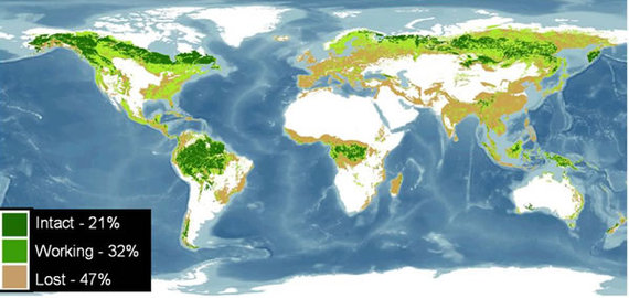 2013-11-06-currentglobalforestdistributionbyWorldResourcesInstitute.jpg