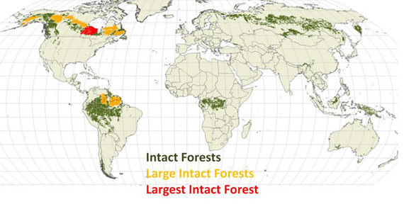 2013-11-06-remainingintactforestbyCanadianBorealInitiative2009.jpg