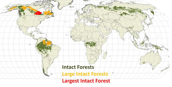 Why Do Forests Matter? A Call to Conserve the Last Great Forests ...