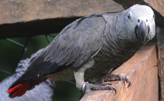 2013-11-07-Greyparrot1.jpg