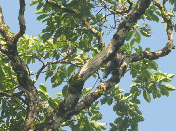 2013-11-07-Greyparrot2.jpg