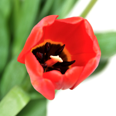 2013-11-07-redtulipwithblackcenter.jpg