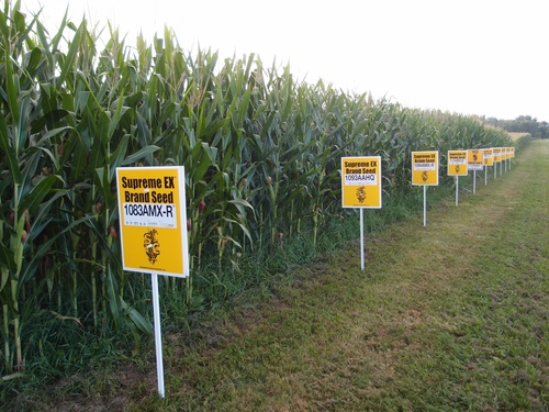 2013-11-08-GMO_corn_Yellow_Springs_OhioLindsayEyinkfromSanFranciscoCAUSA.jpg