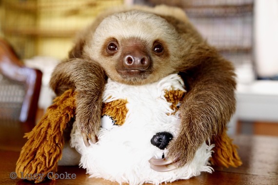 Twerking Baby Sloths (VIDEO) | HuffPost Impact