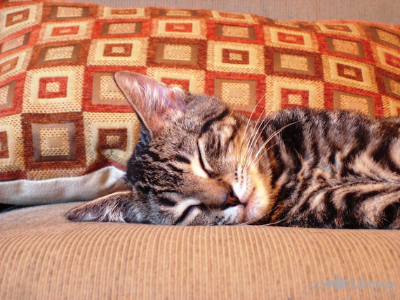 2013-11-09-KittySleeps.jpg