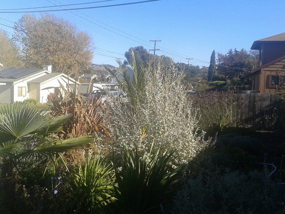 2013-11-10-garden1.jpg