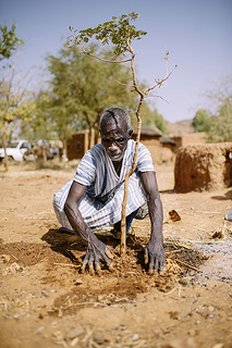 Farmer replanting trees in West Africa. Photo: CIFOR