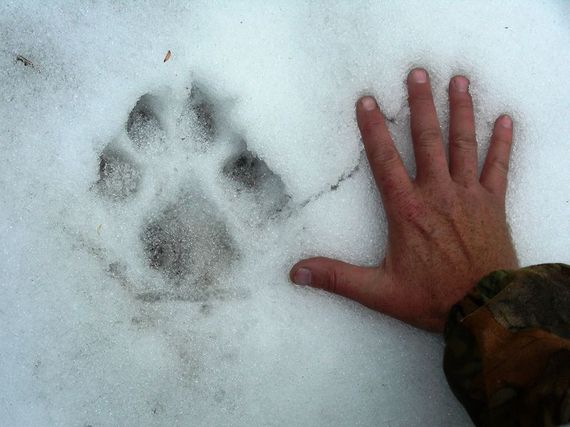 2013-11-15-800px06_Elk_Hunt_194DeanMiller.JPG