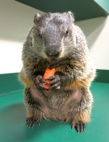 2013-11-15-RescuedWoodchuckVirginiaLivingMuseumNewportNewsVA.jpg