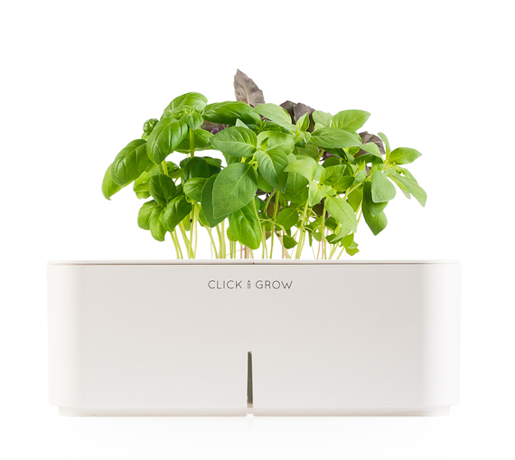 2013-11-19-01_ClickandGrow_Smartpot_Basil.jpg