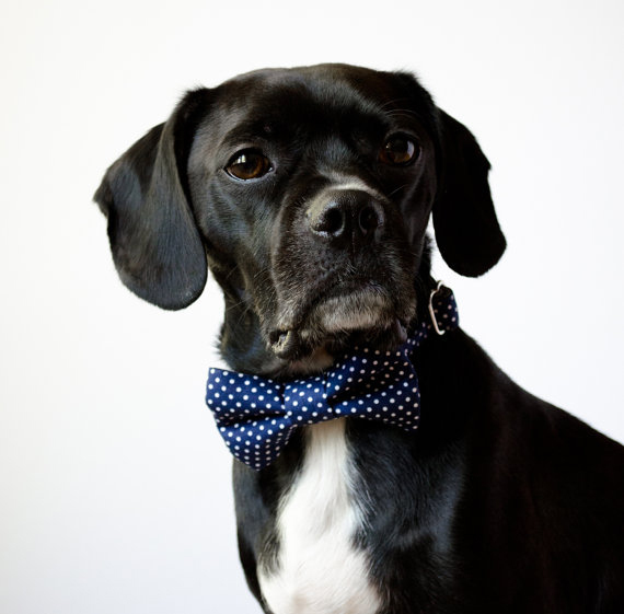 2013-11-19-03_SillyBuddy_Dog_BowTie_Collar_2.jpg